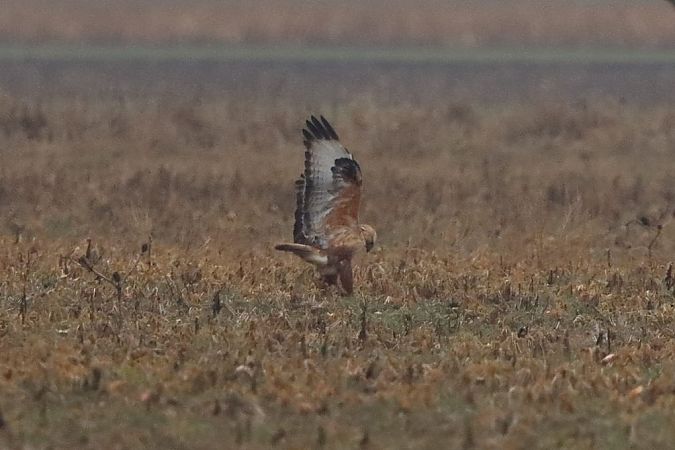 Buse féroce  - Bernhard Zens