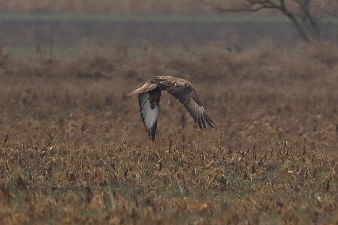Buse féroce  - Bernhard Zens