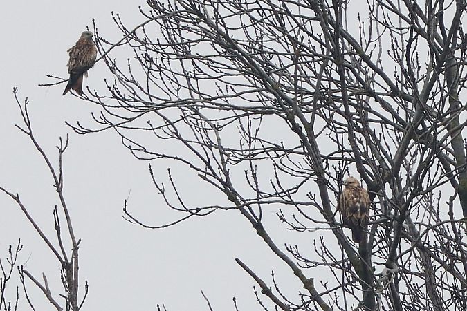 Buse féroce  - Bernhard Zens