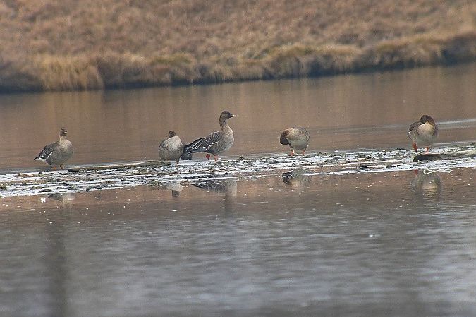 Oie de la toundra  - Peter Denefleh