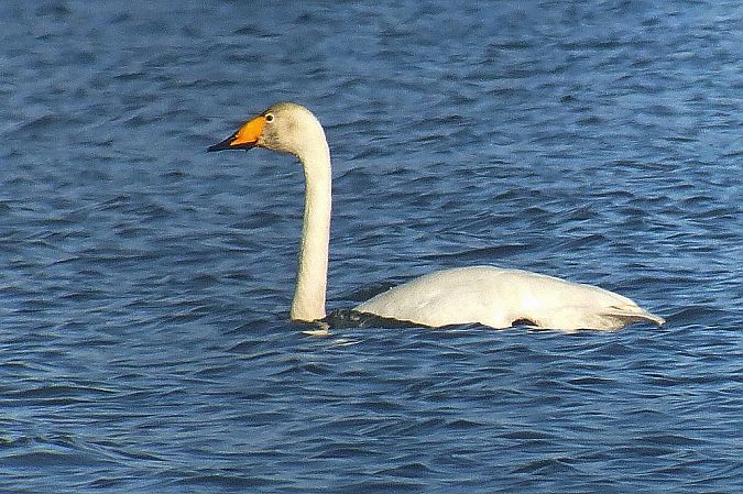 Cygne chanteur  - Peter Denefleh
