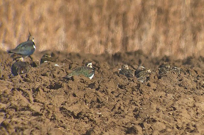 Pluvier doré  - Peter Denefleh