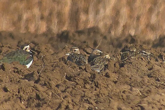Pluvier doré  - Peter Denefleh