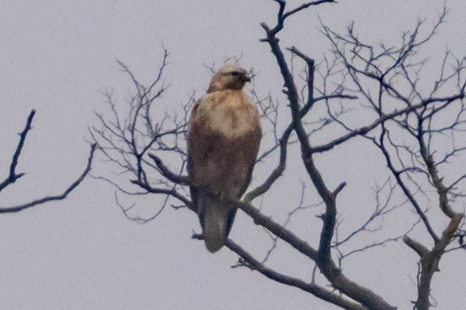 Buse féroce  - Johann Prost
