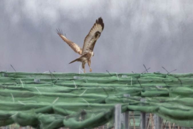 Buse féroce  - Johann Prost