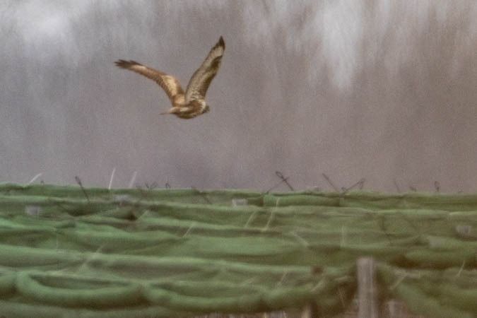 Buse féroce  - Johann Prost