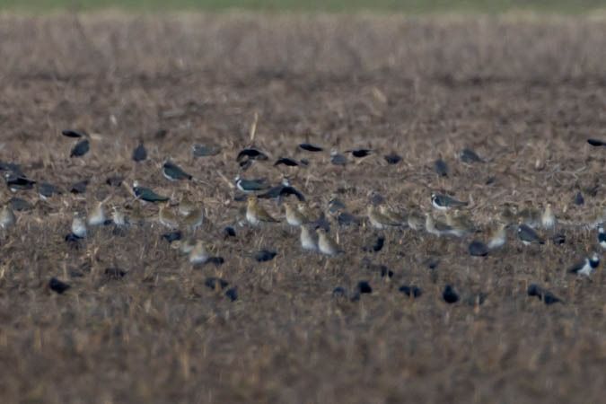 Pluvier doré  - Johann Prost