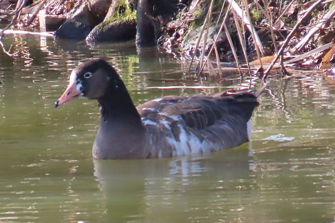 Oiseau indéterminé 