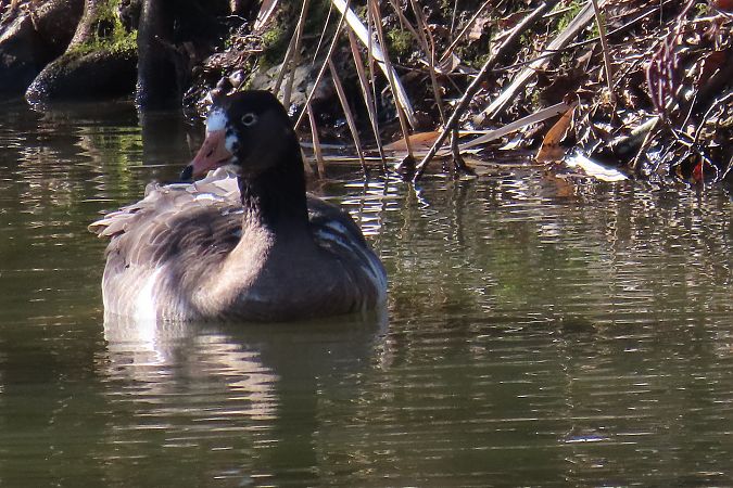 Oiseau indéterminé 