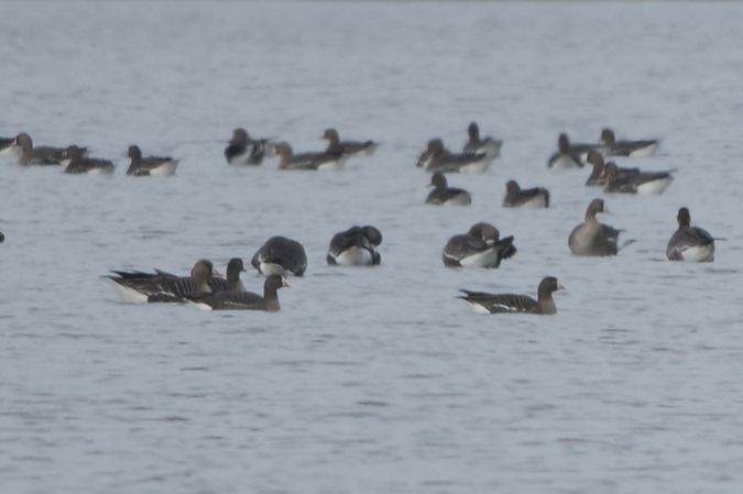 Oie naine  - Paul Wolf