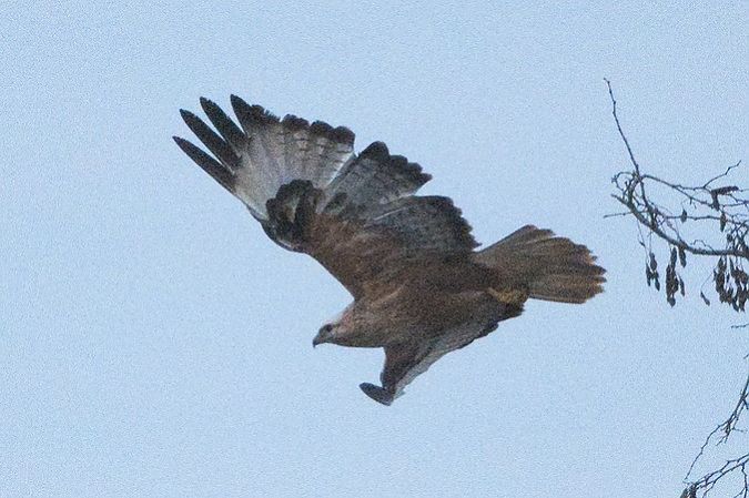 Buse féroce  - Paul Wolf