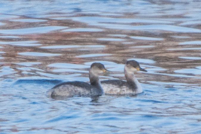 Grèbe jougris  - Paul Wolf