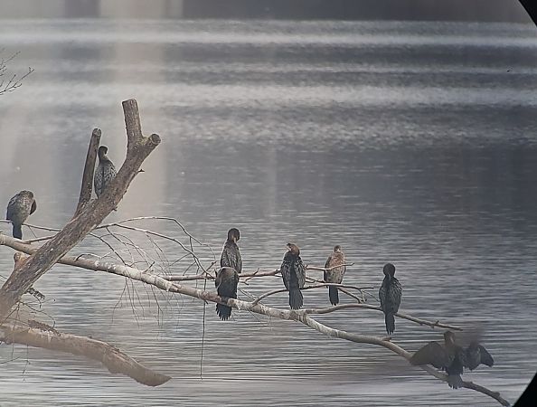 Cormoran pygmée  - Georg Frank