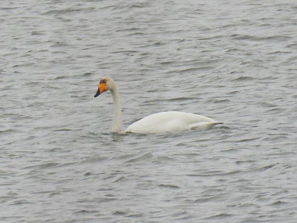 Cygne chanteur  - Birgit Krisch