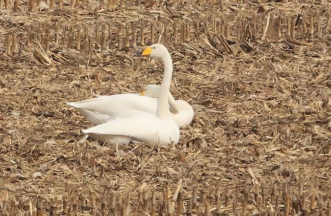 Cygne chanteur  - Ilse Gerlach
