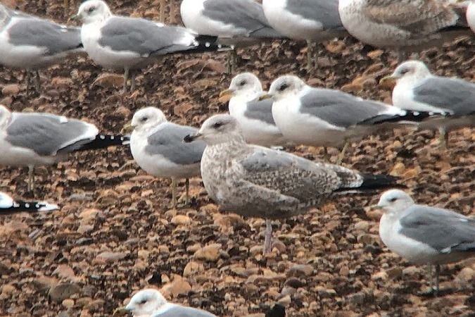 Goéland argenté  - Jakob Vratny