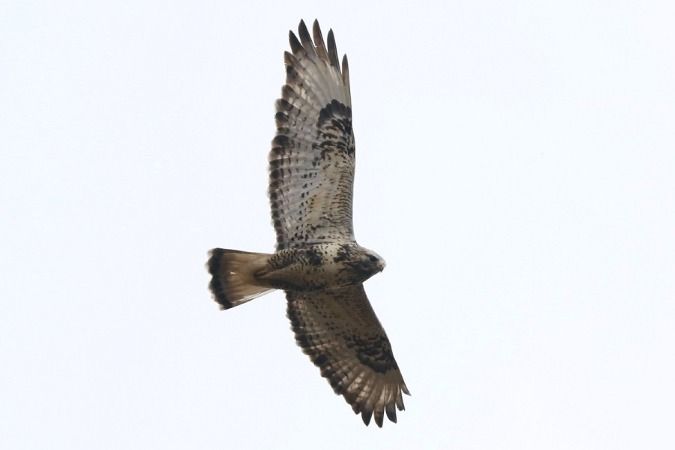 Buse pattue  - Jakob Vratny