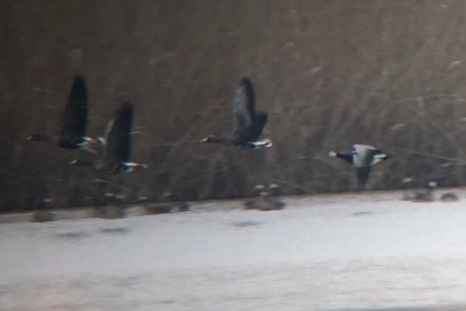 Bernache nonnette  - Jakob Vratny