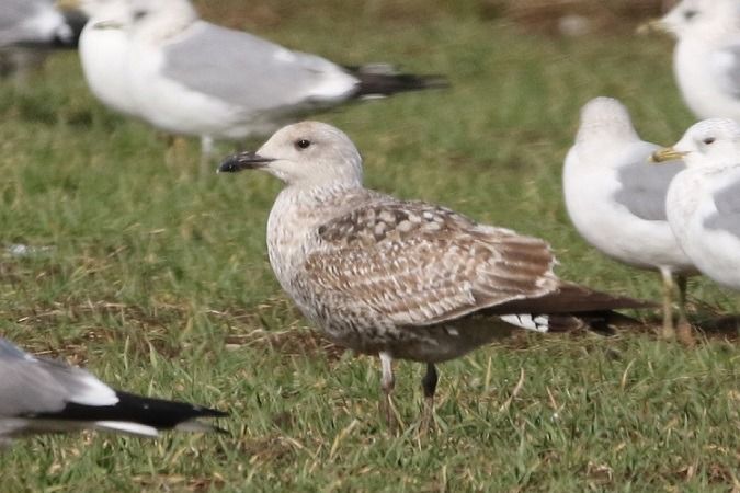 Goéland argenté  - Jakob Vratny