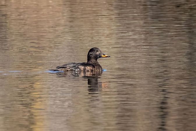 Macreuse brune  - Heinrich Malina