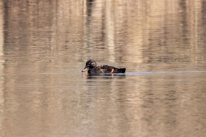 Macreuse brune  - Heinrich Malina