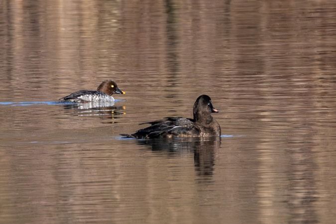 Macreuse brune  - Heinrich Malina