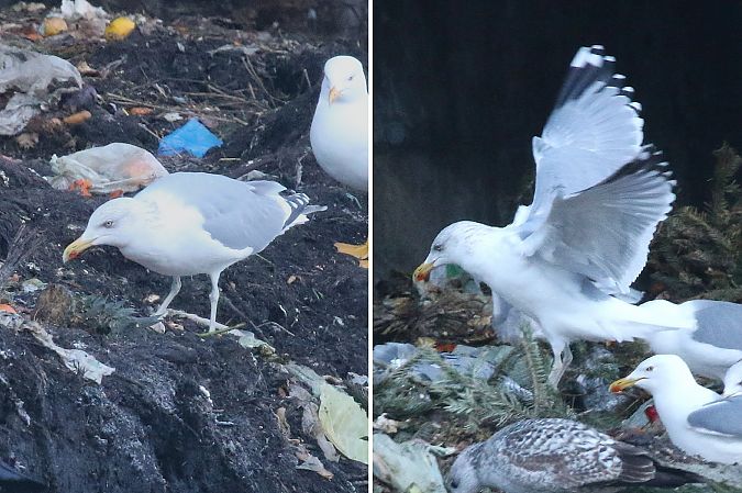 Goéland argenté  - Patrick Mösinger