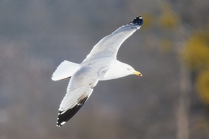 Goéland argenté  - Patrick Mösinger