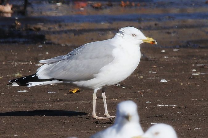 Goéland argenté  - Patrick Mösinger