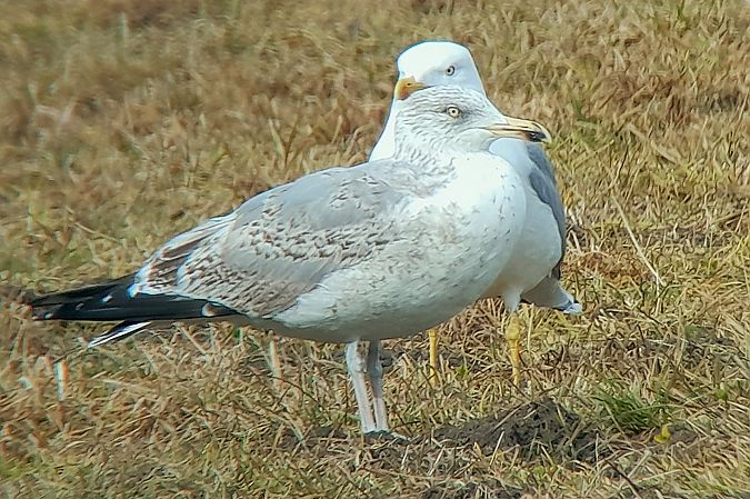 Goéland argenté  - Patrick Mösinger