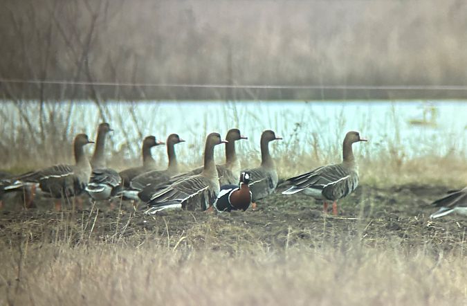Bernache à cou roux  - Leon Brüniger