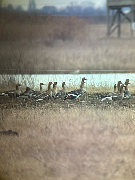 Bernache à cou roux  - Leon Brüniger