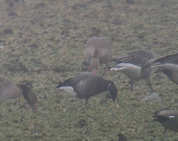 Bernache cravant à ventre sombre  - Filip Reiter