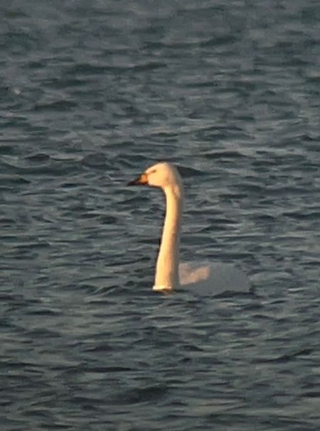 Cygne de Bewick  - Philippe Loyoddin
