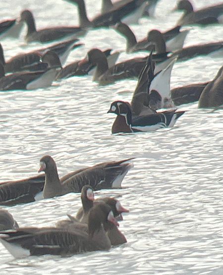 Bernache à cou roux  - Philippe Loyoddin