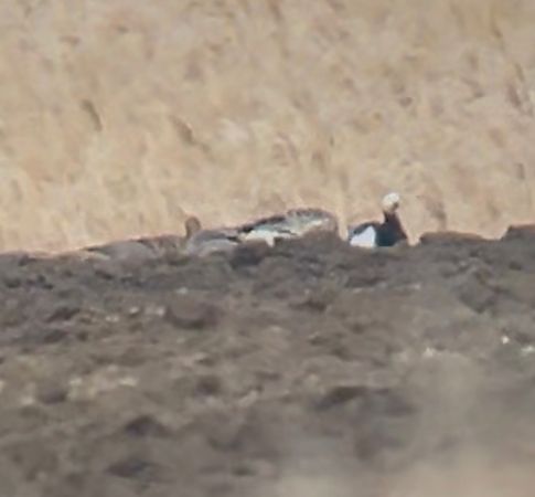 Bernache nonnette  - Philippe Loyoddin