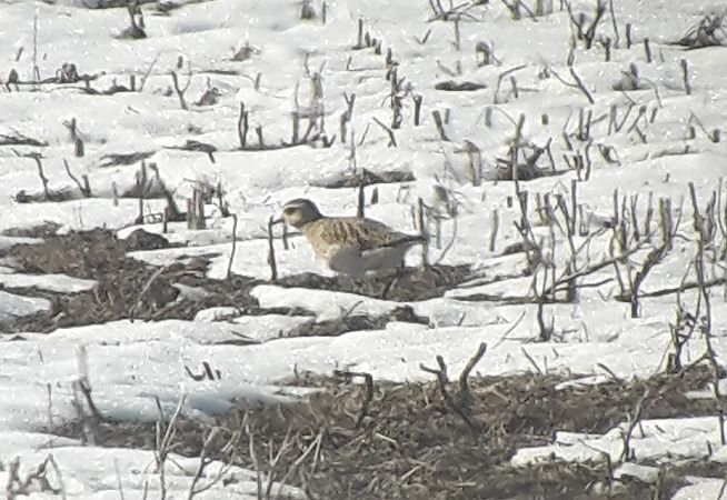 Pluvier doré  - Manfred Jochum