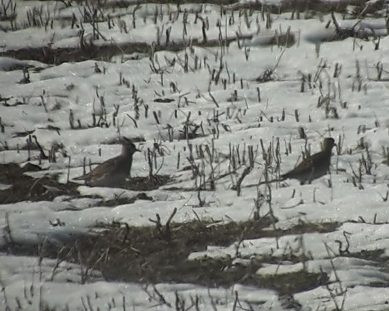 Pluvier doré  - Manfred Jochum