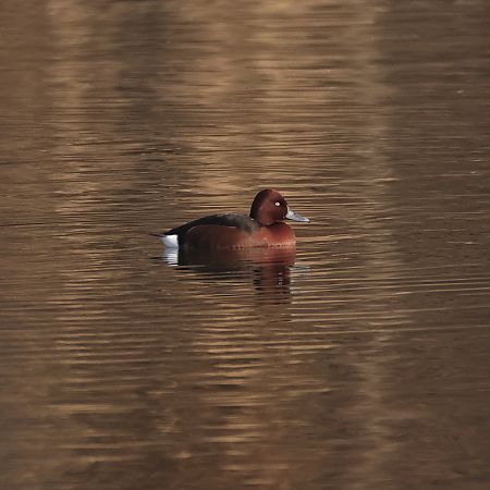 Fuligule nyroca  - Chris Zlatar