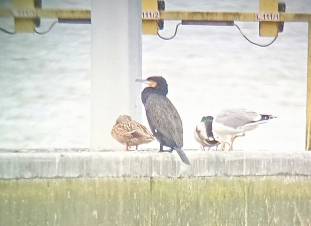 Grand Cormoran (ssp. carbo) 