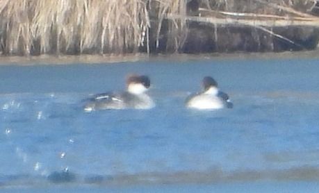 Harle piette  - Albert Duschl