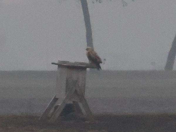 Buse féroce  - Alexander Foki