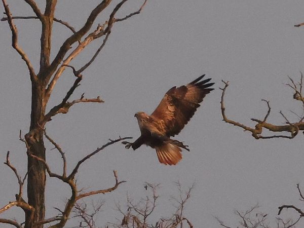 Buse féroce  - Alexander Foki