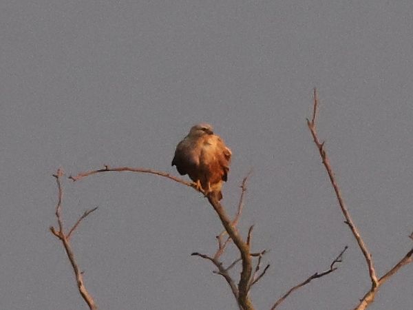 Adlerbussard  - Alexander Foki