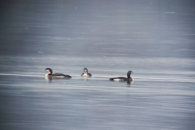 Eistaucher  - Philipp Rauscher