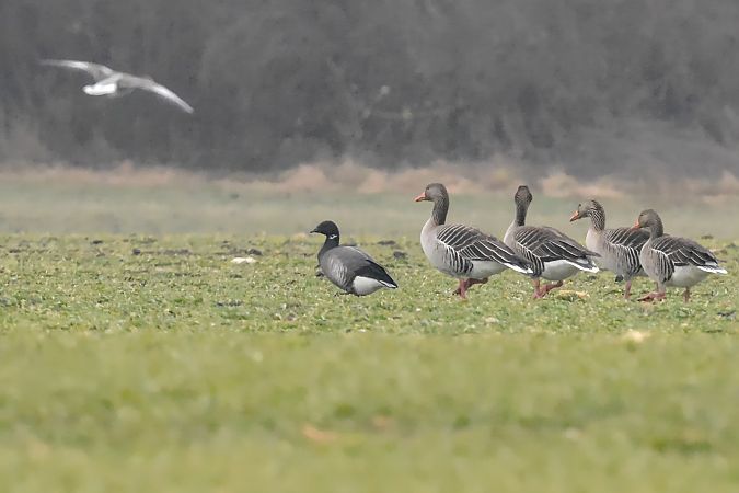 Bernache cravant à ventre sombre  - Florian Bacher