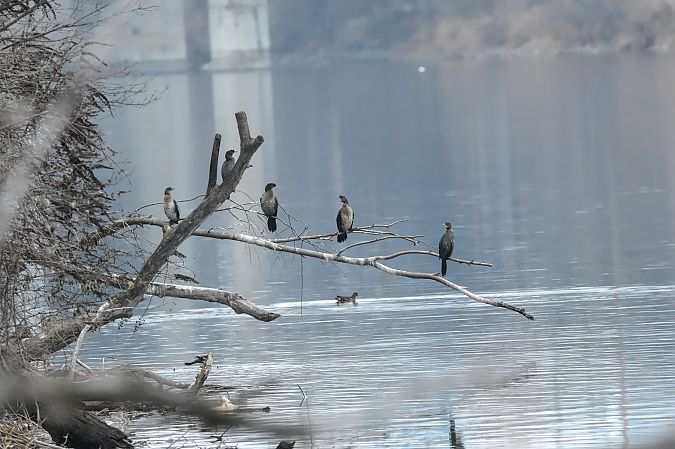 Cormoran pygmée  - Florian Bacher