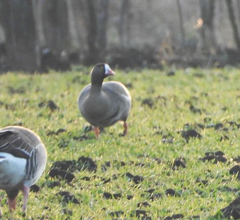 Oie naine  - Wolfgang Kautz