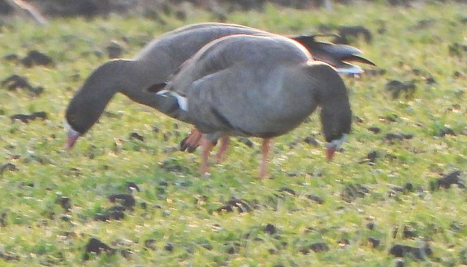 Oie naine  - Wolfgang Kautz