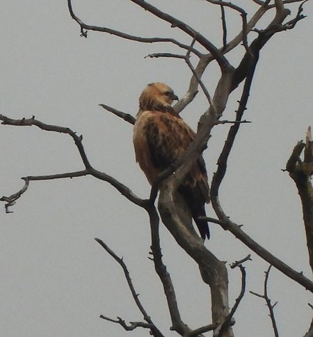 Buse féroce  - Wolfgang Kautz